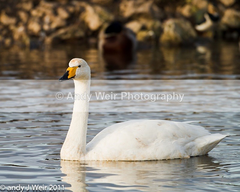 Whooper Swan-3395 - Whooper Swan