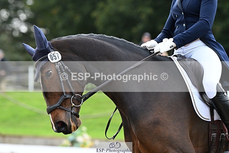 231019-145050-04290 - 057-OVERTON.TILANA'S.GOLD-Claire.Deuten-DR