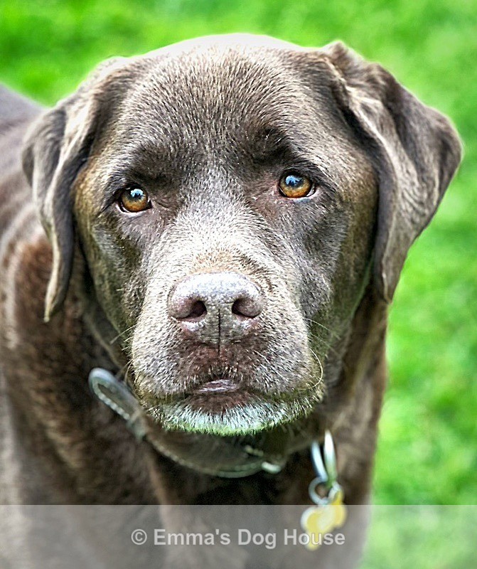  - Pawtraits