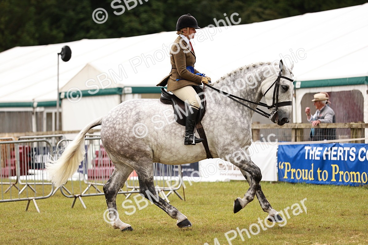 SBM_11555 - Class 81-84 - RIHS Ridden hunters Inc Ladies Hunter
