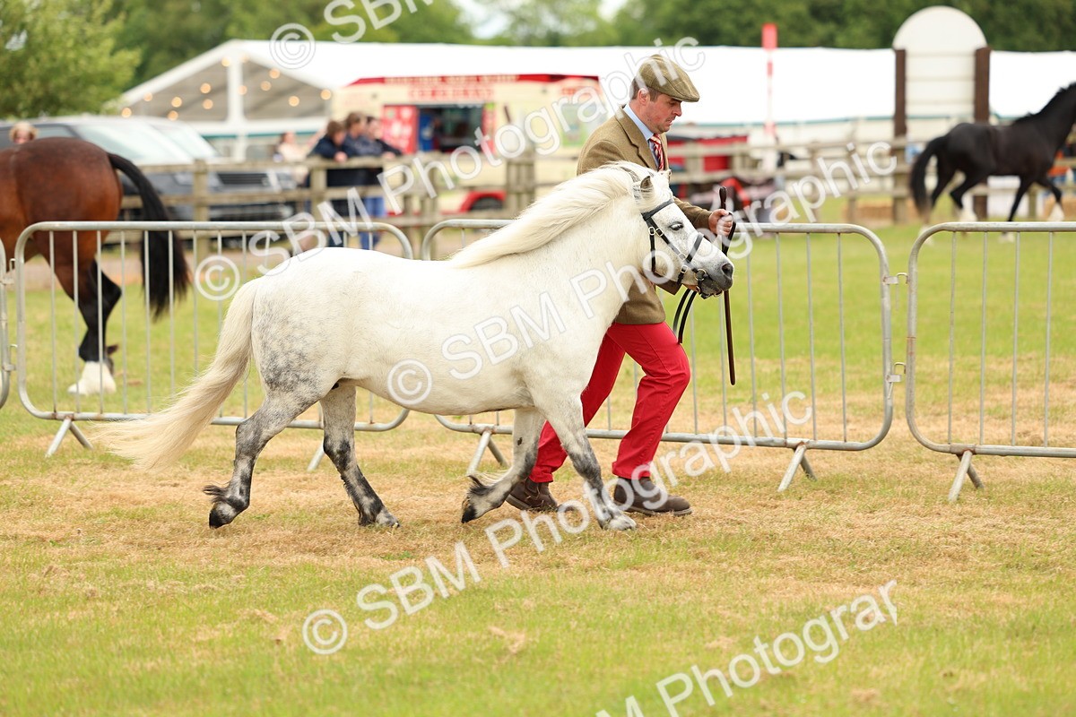 SBM_04412 - Class 64-67 - Shetland Pony In Hand