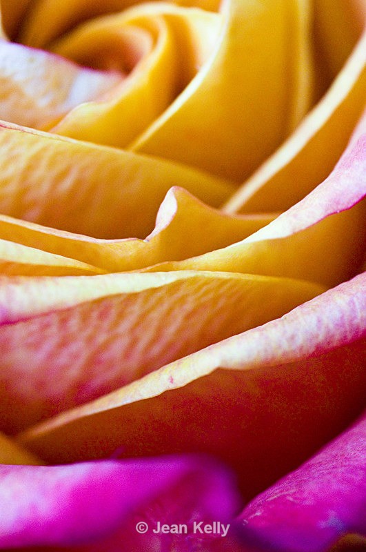 Flower - 2204 - Orange