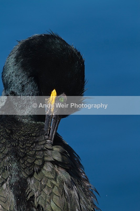 20120531-_MG_9774 - Cormorants & Shags
