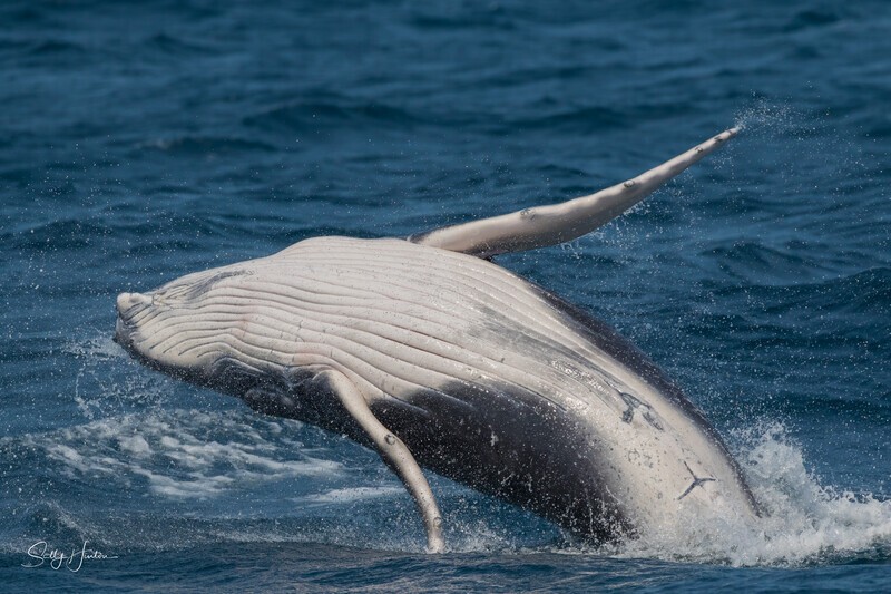 Breach 0A3A9886 - 2025 Whales