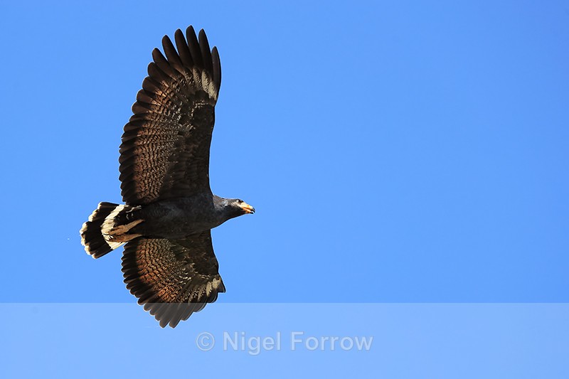 Common Black Hawk (adult) flying, Sierpe River, Costa Rica - Common Black Hawk