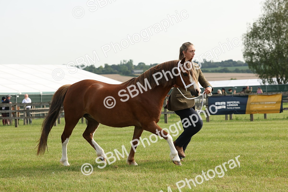 SBM_00536 - Class 6-13 - Mountatin and Moorland In Hand Welsh Breeds