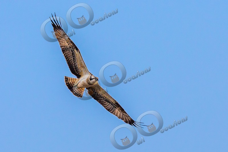Osprey Pandion haliaetus-0297 - BoP from around the world