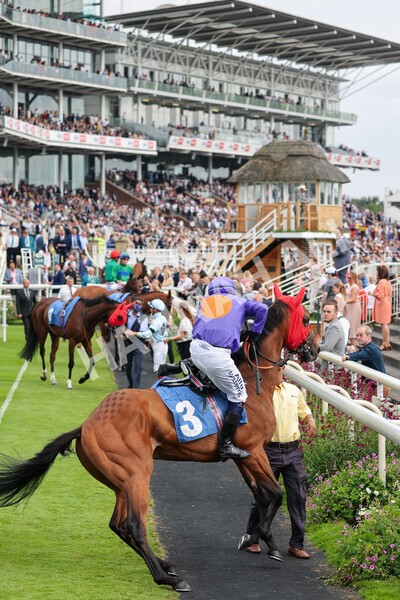 yr24072021r7-13 - Race 7 5.35pm The Sporting Life Fast Results Stakes