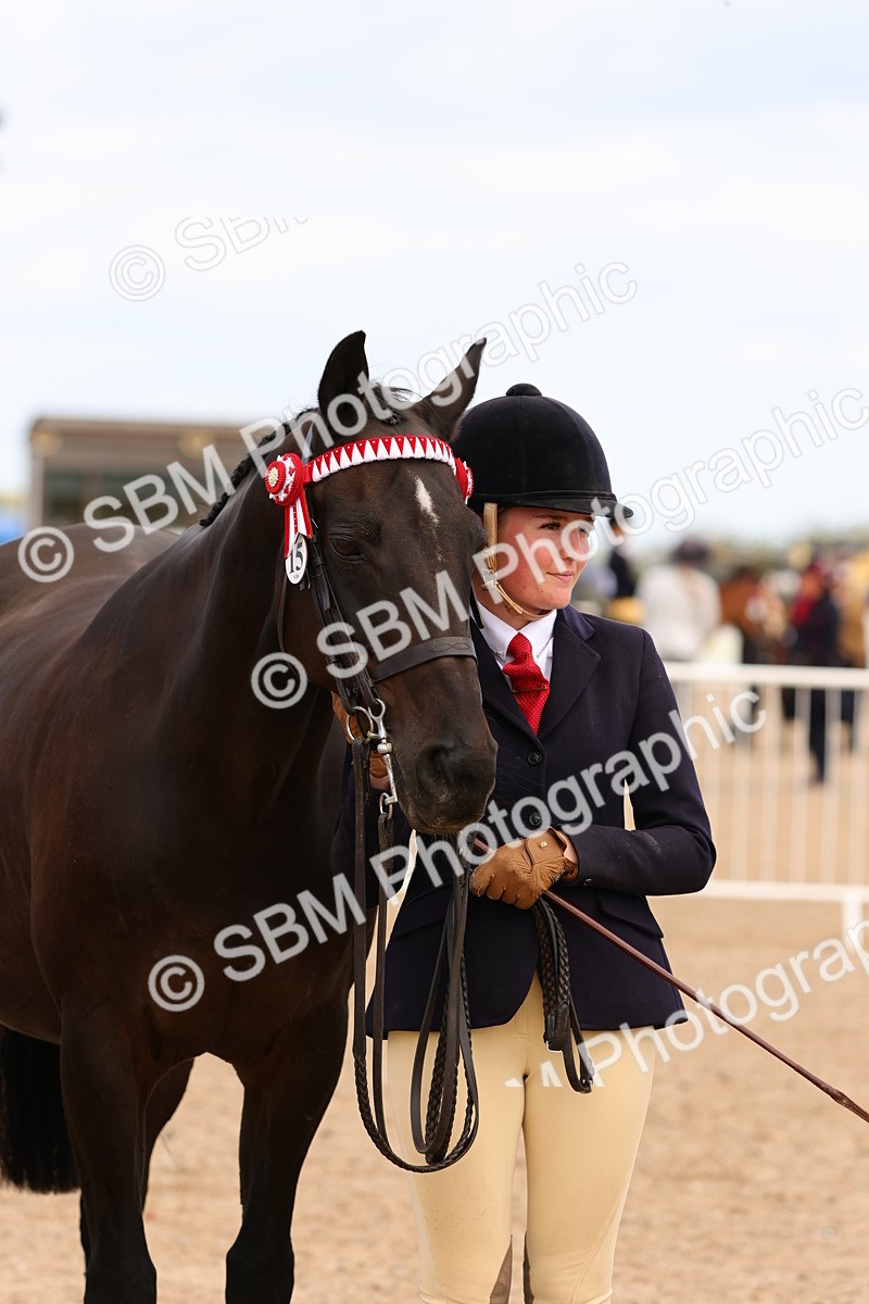 SBM_12358 - Class 210 - IH Show Horse