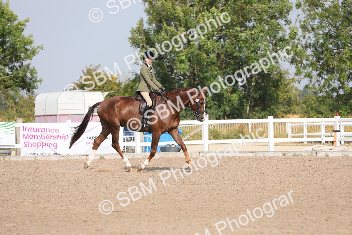 SBM_11341 - Class 305 Ridden Foreign Breeds- Pure Bred