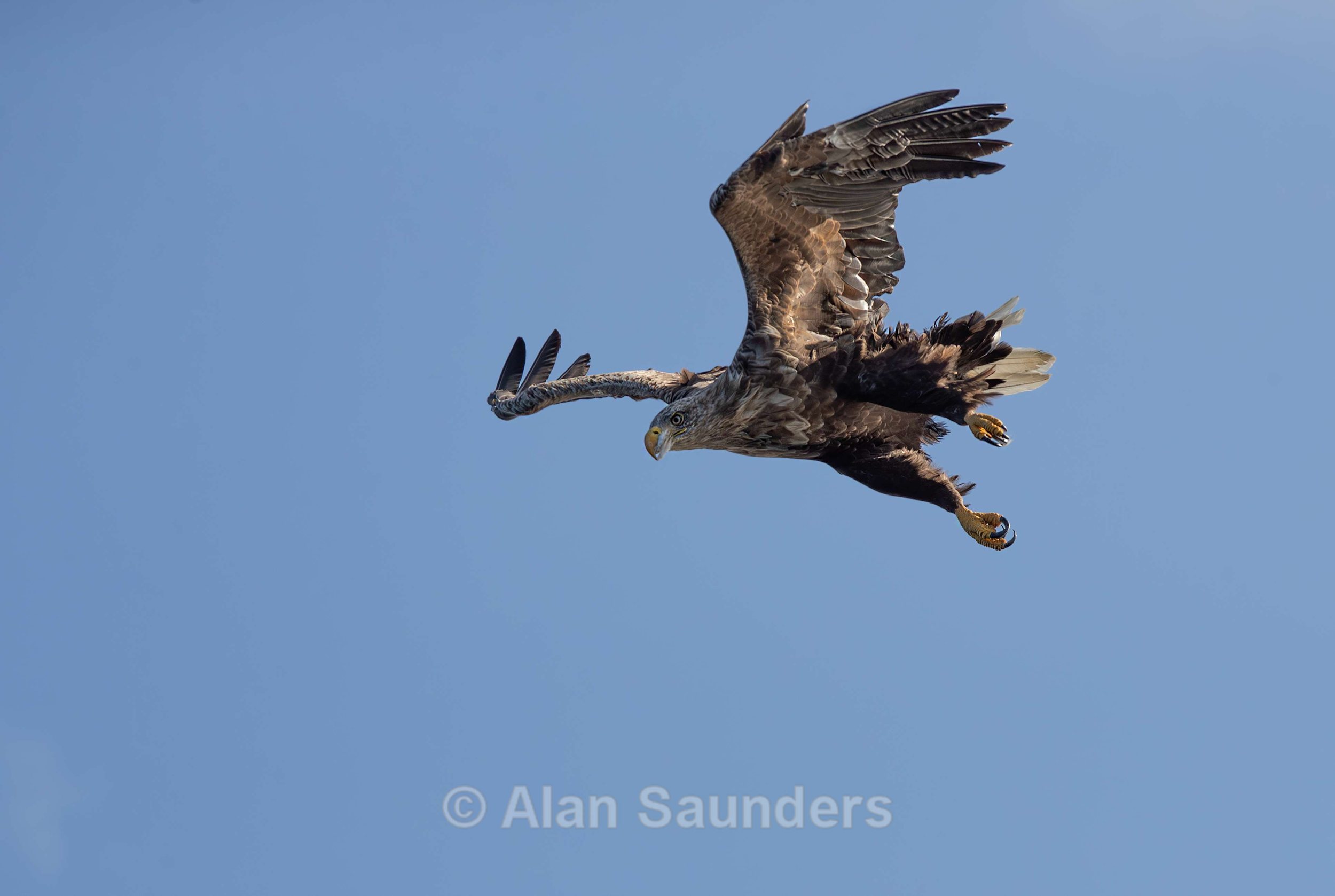 White Tailed Eagle 62
