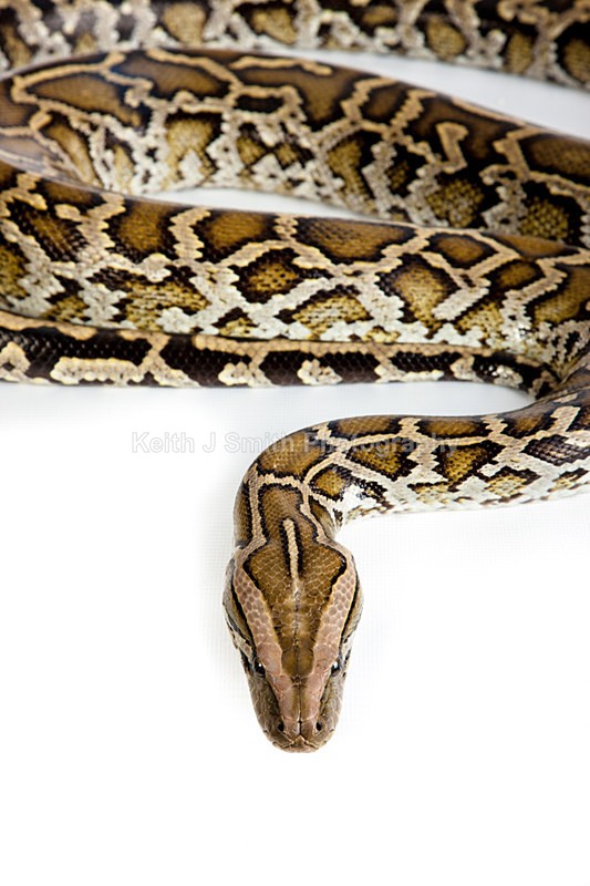 1SKJ7330 - Roaming Reptile Show