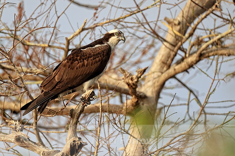 Osprey perched on tree branch, Blue Cypress Lake, Florida - Osprey