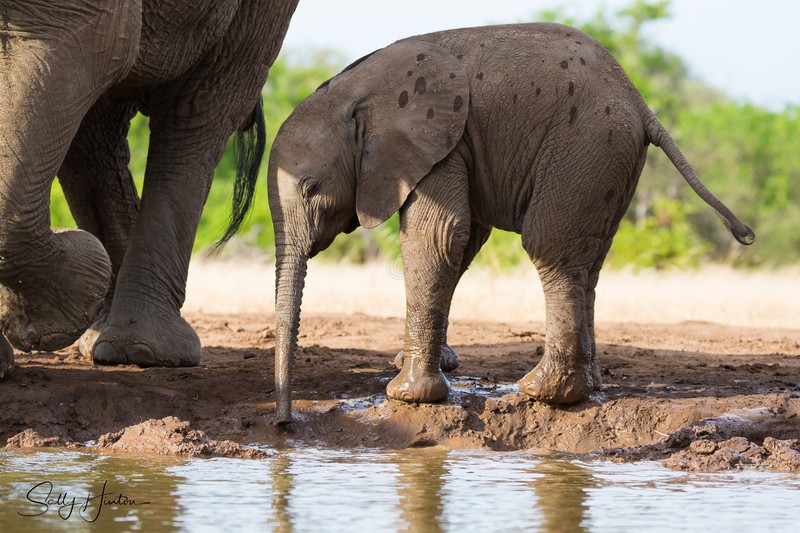 Elephant Baby 27