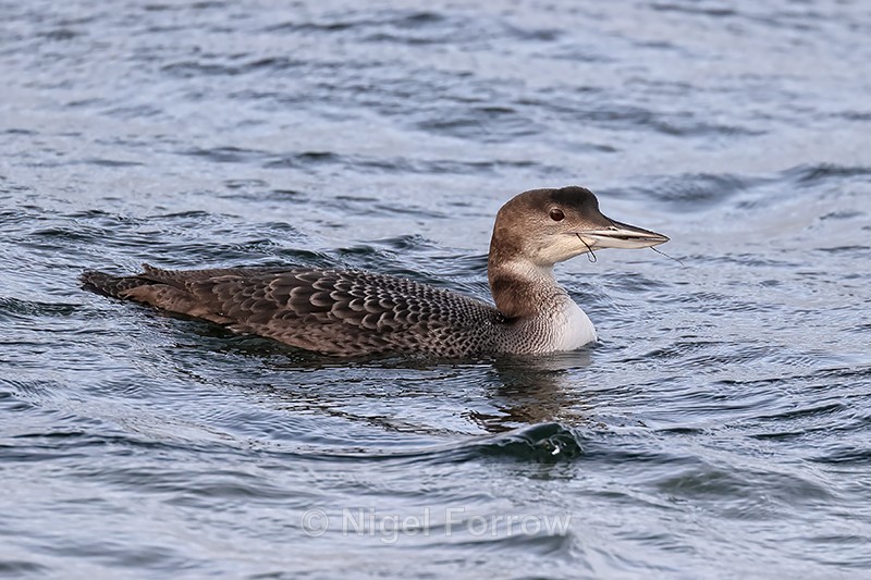 Great Northern Diver (juvenile), Farmoor Reservoir, Oxfordshire - Great Northern Diver
