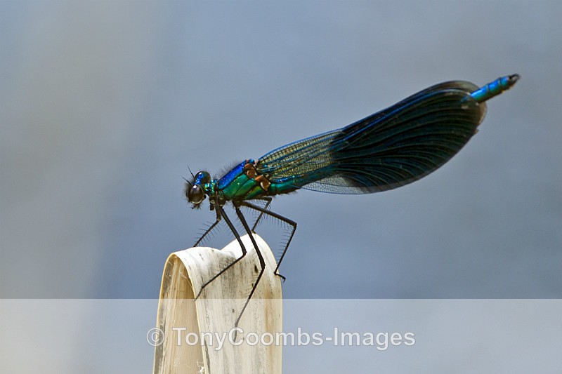 Banded Demoiselle - Other Wildlife