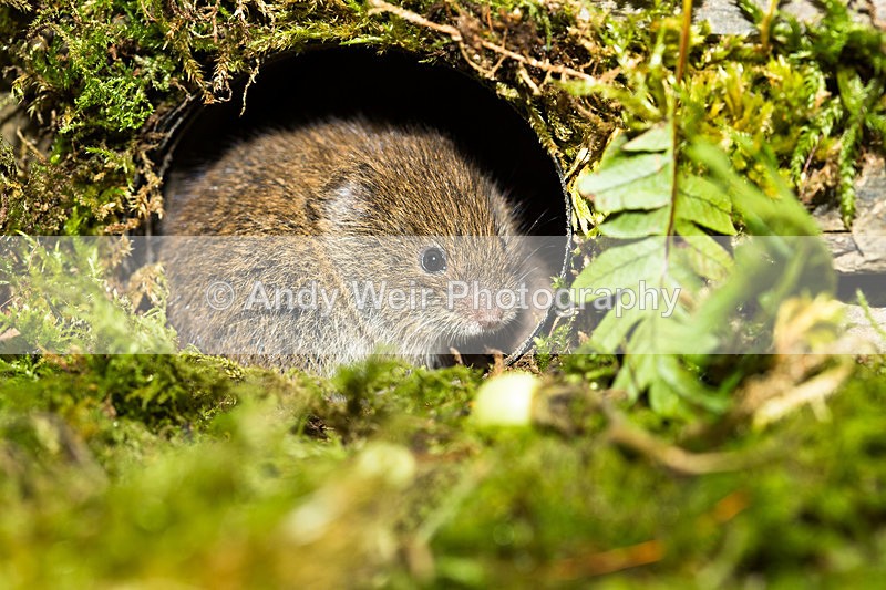 20131012-3K8A7027 - Bank Vole