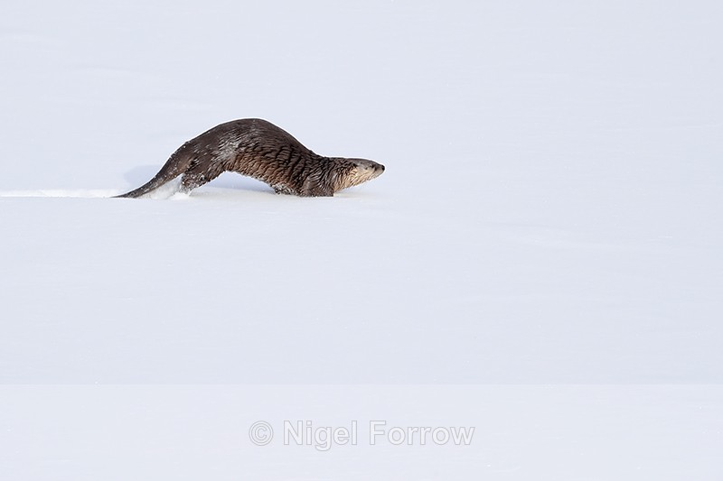 River Otter running in snow, Yellowstone, Wyoming, USA - Otter