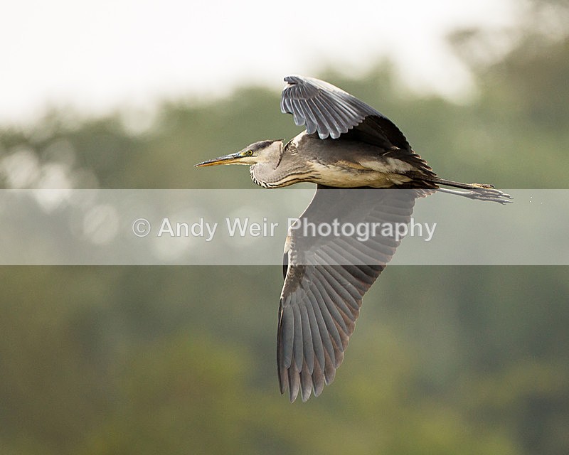 20131001-3K8A6625 - Herons & Egrets