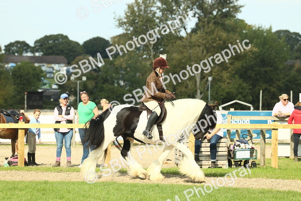 SBM_68783 - S58 - Mini Show Cob Ridden