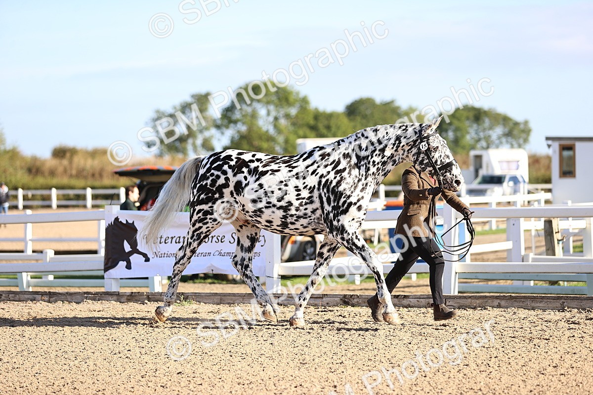 SBM_08339 - Class 401 - IH Veteran Horse