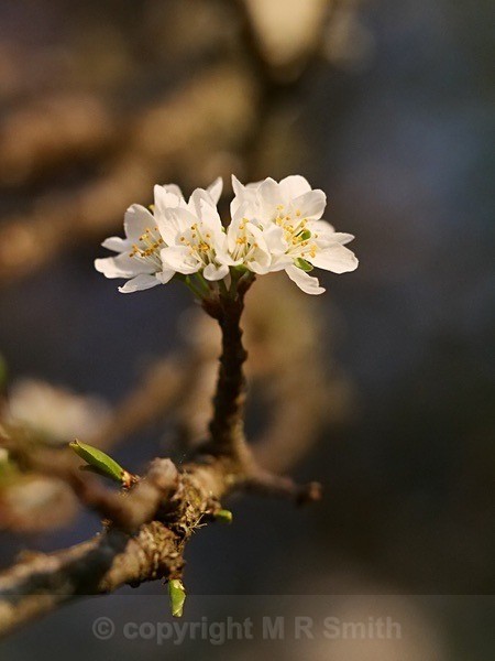 Close Up Of Blossom In My Garden - NEW GALLERY AS A SOUTH AFRICAN RESIDENT