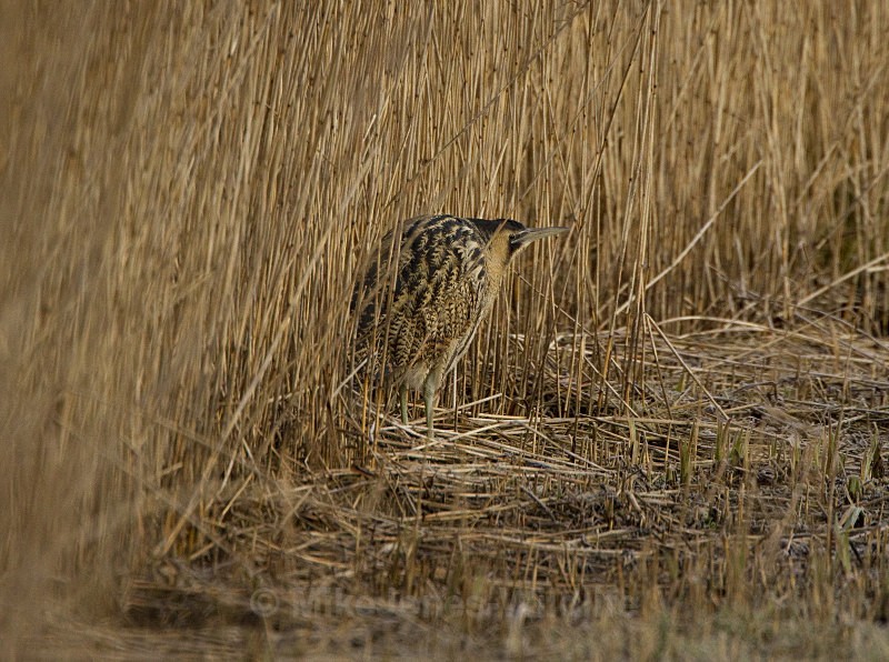 BITTERN, LEIGHTON MOSS, JAN 2011 - BITTERNS