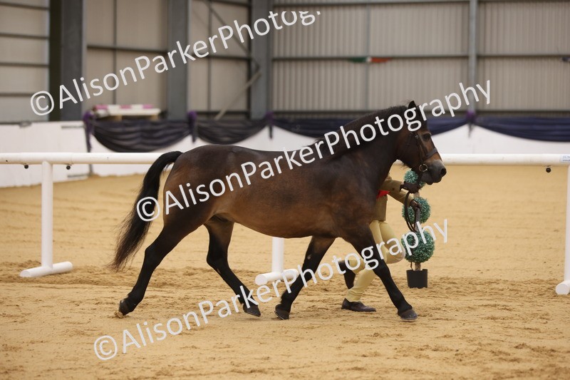 20260913-1157 - Class 110 - Bred In Other In Hand