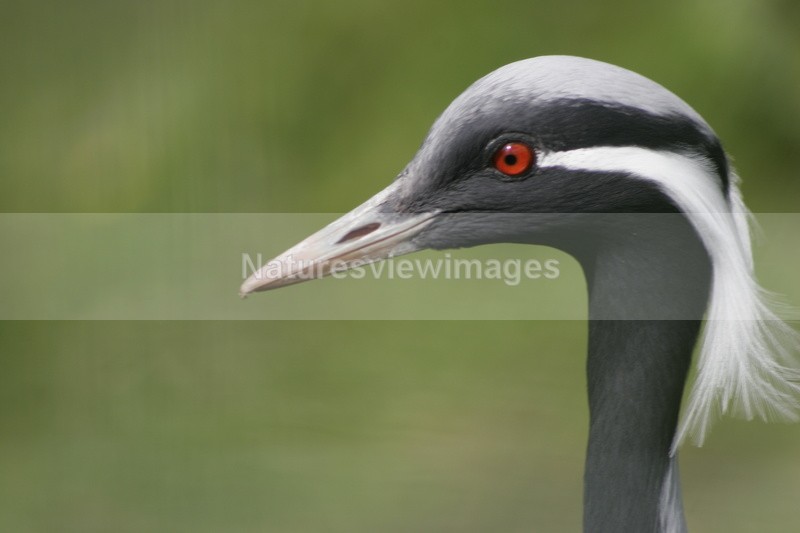 Common Crane - Wildlife
