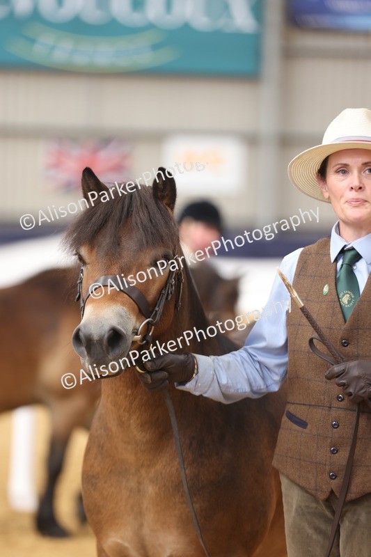 20260913-1705 - Class 115 - Gelding 4years and over