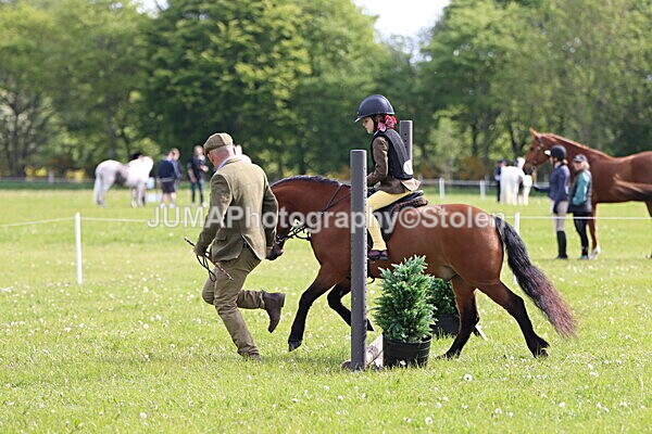IMG_2175 - Working Hunter