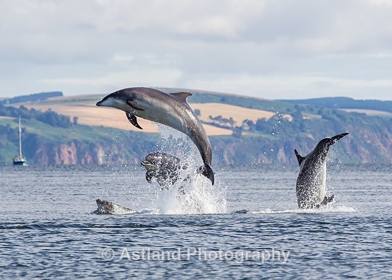 Astland Photography, Bird and Wildlife Images, Susan and Peter Wilson, U.K.