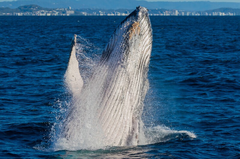 Humpback Breach Tweed Heads 2. 0A3A8532 - 2025 Whales