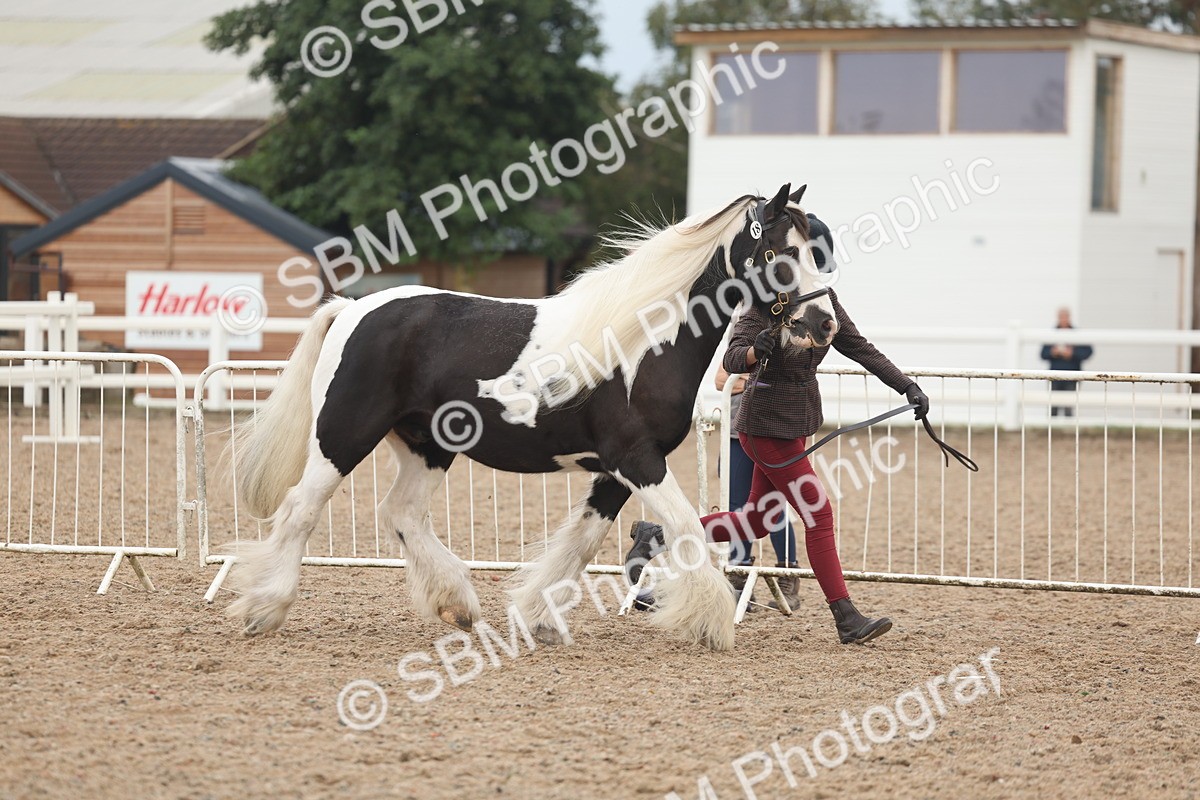 SBM_08414 - Class 29 - IH Veteran Pony