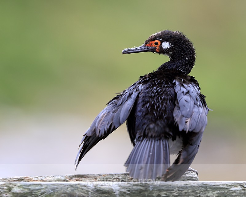 Rock Shag rear view, Carcass Island, Falklands - Rock Shag