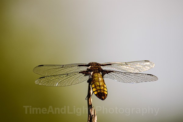 Female Broad Bodied chaser - Dragonflies & Damselflies