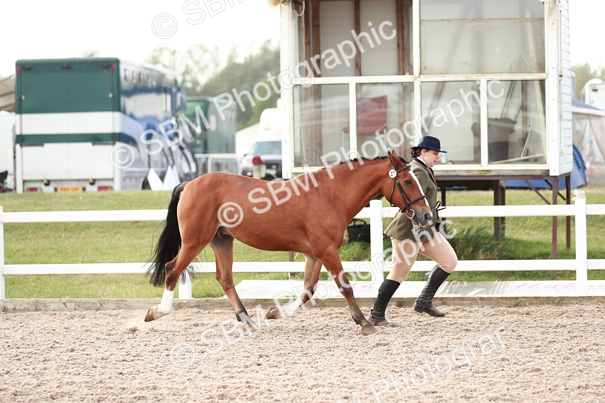 SBM_11765 - Class 206 IH Non Show Type Pony