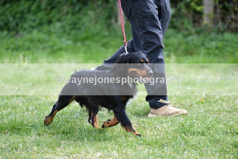 WJ5_9536 - Class 3 Most Handsome Dog