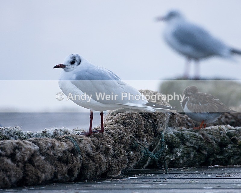 20090104-113 - Black-headed Gull
