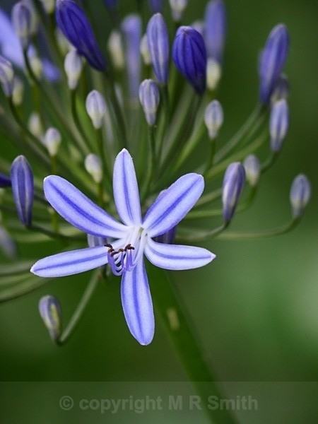 “Out Of The Blue” - MACRO & CLOSE UPS