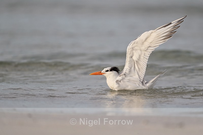 Royal Tern with raised wings in sea, Fort De Soto, Florida - Royal Tern