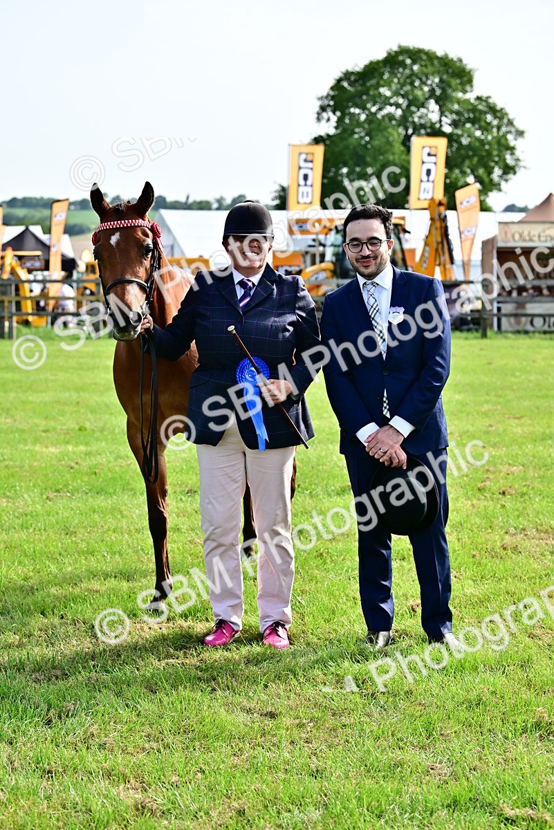 SBM_01012 - Class 46-49 - Arab and Part Bed-Anglo Arab In Hand