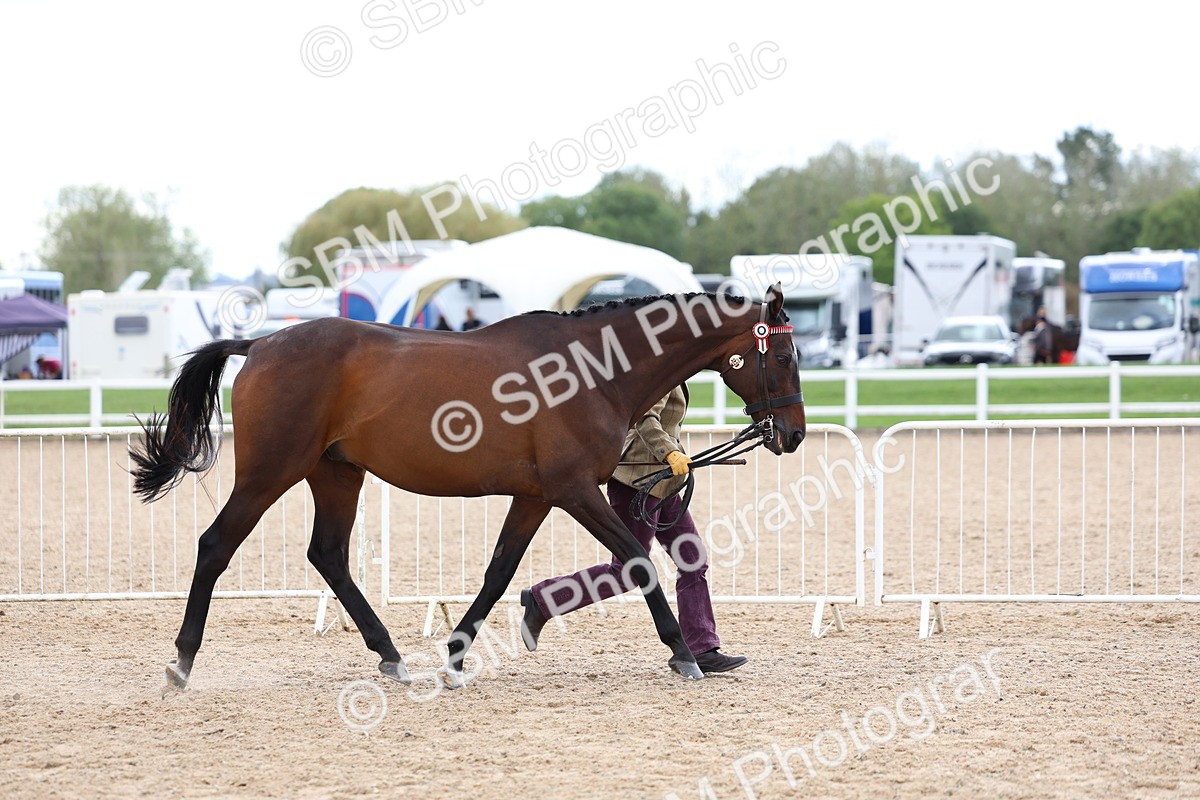 SBM_15260 - Class 313 - IH Retired Racehorse