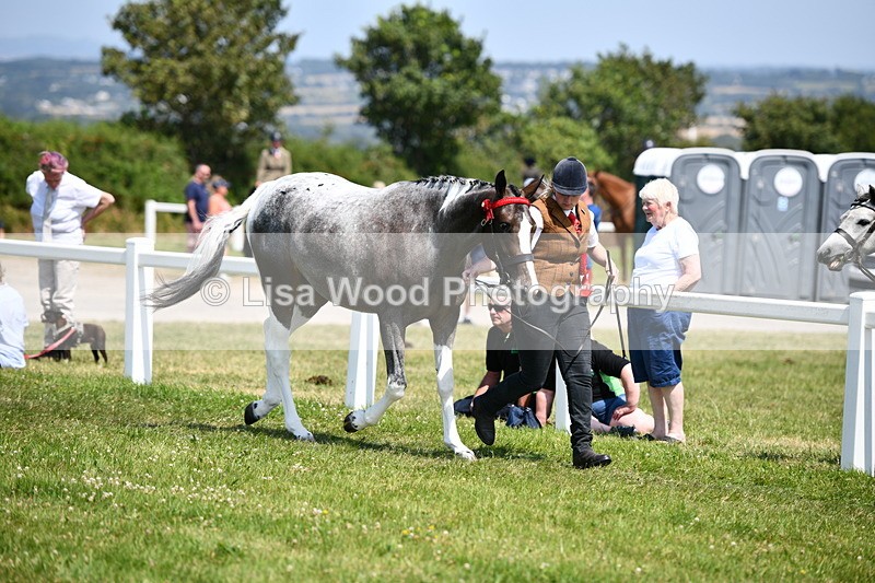 DSC_7900 - Coloured Horse In Hand Championship