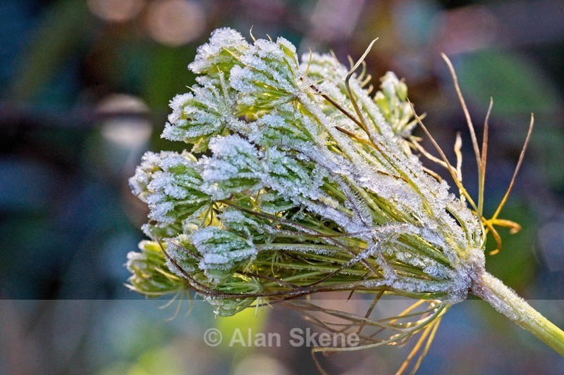 DSC02510 - Winter