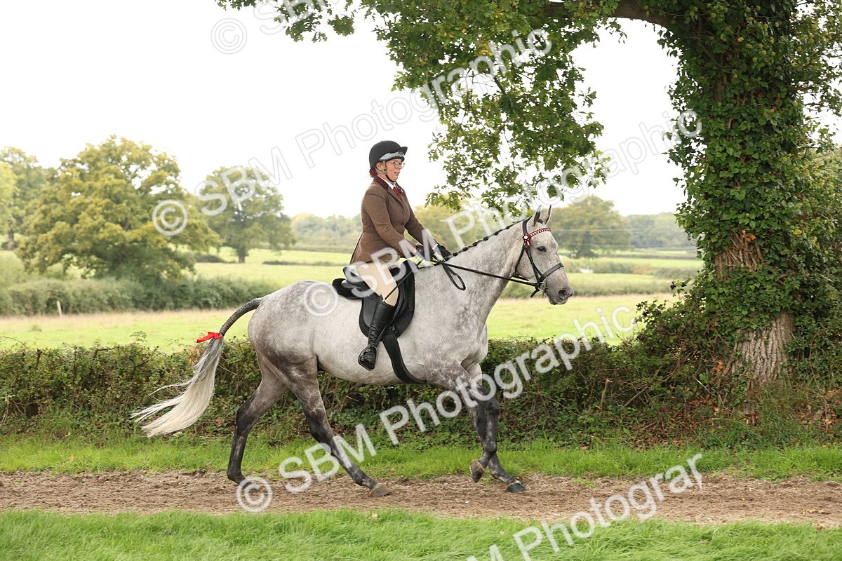 SBM_64208 - S65 - Riding Horse & Hack & Thoroughbred Ridden