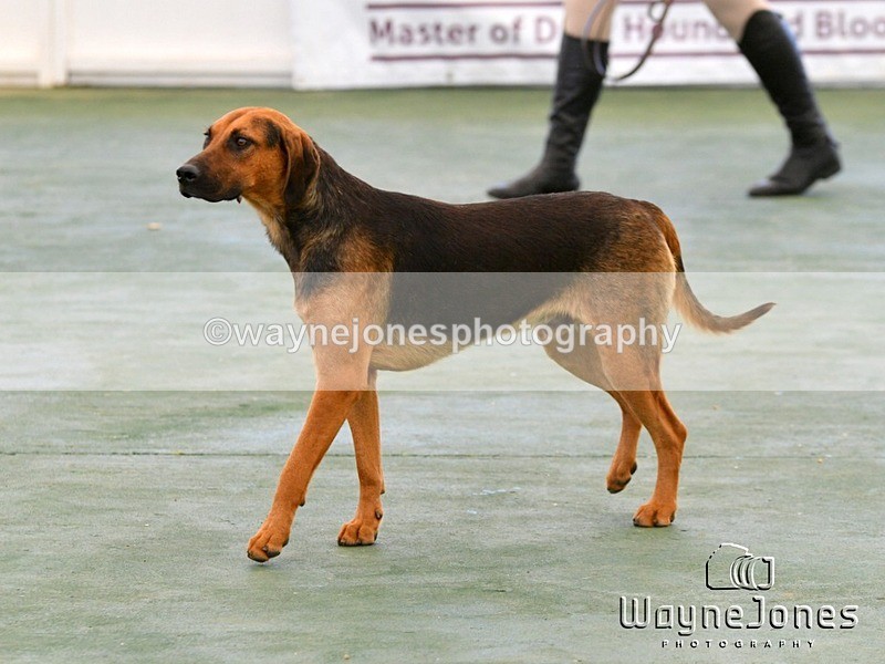WJ5_0590 - Berks & Bucks at the Great Yorkshire Show 2025
