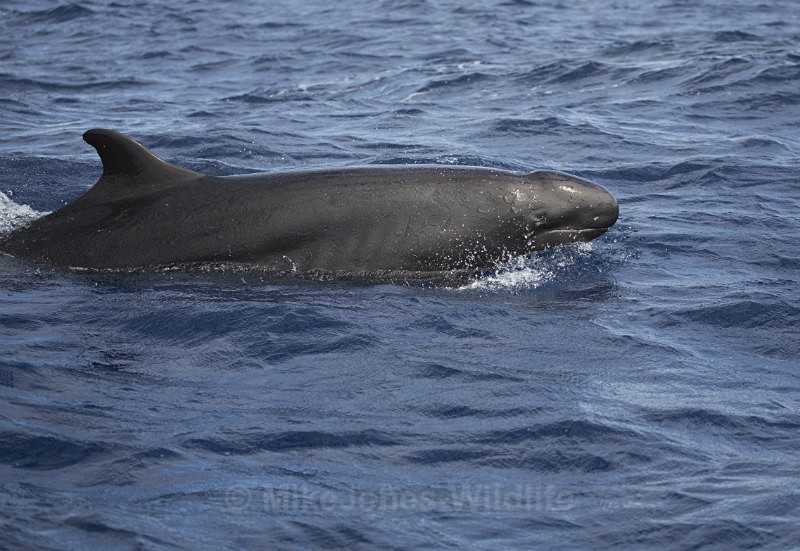 False Killer Whales (Pseudorca).Pico Island, Azores. - WHALES. Azores, Scotland, Iceland.
