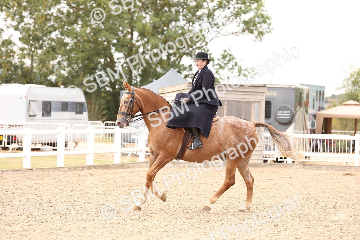 SBM_16419 - Class 211 - Best Side Saddle Horse - Pony