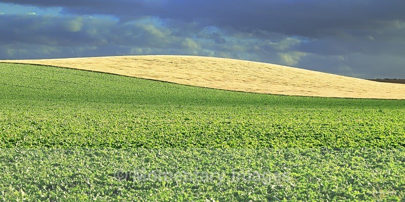 field pattern - Meadows to Mountains gallery